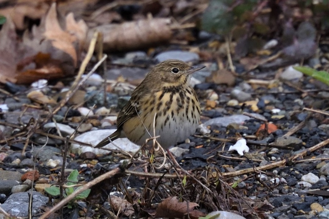 Red-throated Pipit